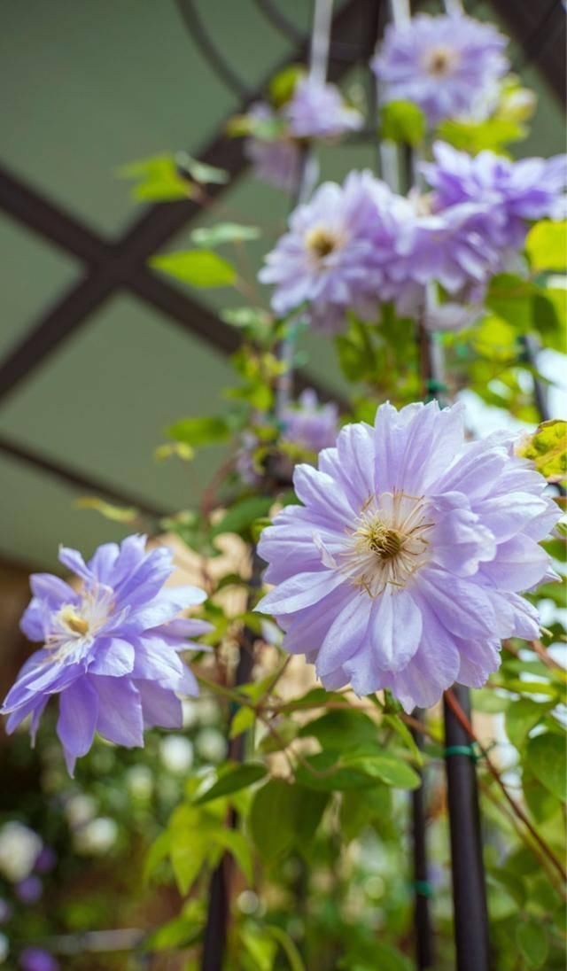  『露台花园』造花园，一定不能少这3种花，每一种都是当之无愧的开花机器！