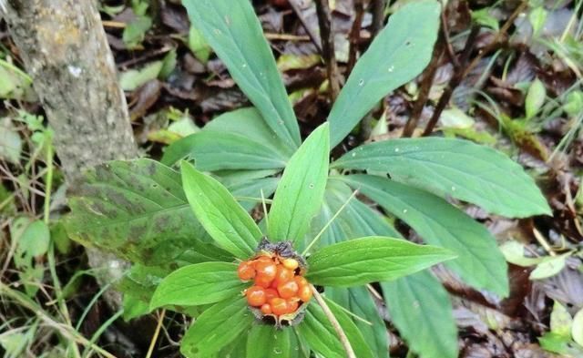  价值|竹林下，生长着“1种草”，植株低矮，人称“七叶一枝花”，珍贵