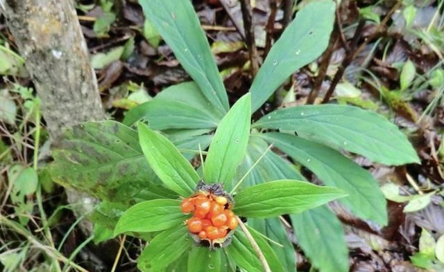 价值|竹林下,生长着“1种草”,植株低矮,人称“七叶一枝花”,珍贵