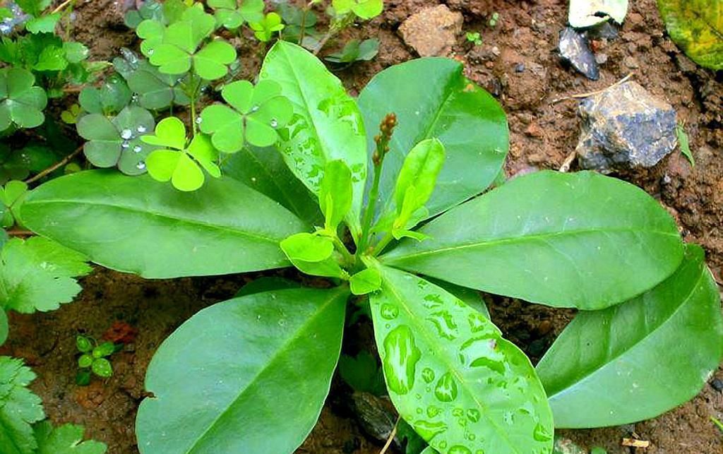  「看起来」农村一种植物野草，农民地里多，看起来很平凡，殊不