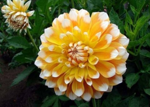  「养花」养花就养艳丽的，花开娇丽轻盈，花色多又艳，内敛美