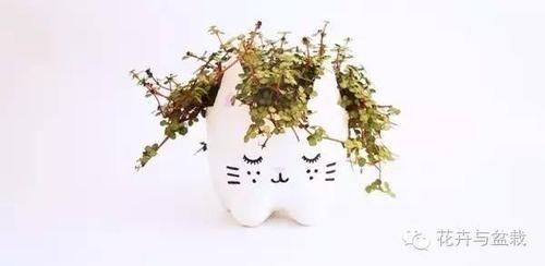  能力■塑料瓶的园艺小创意，考验动手能力的时候到了
