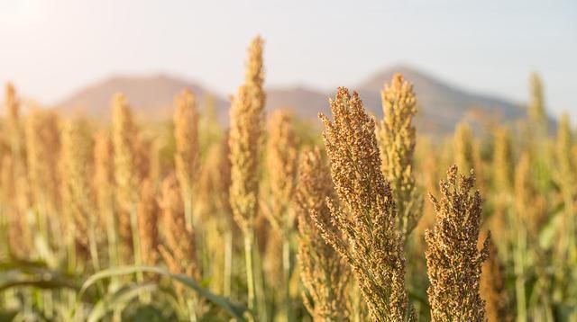  种子千粒重：青贮饲草品种优良栽培技术，为种植户提供一些好方法，来学习一下