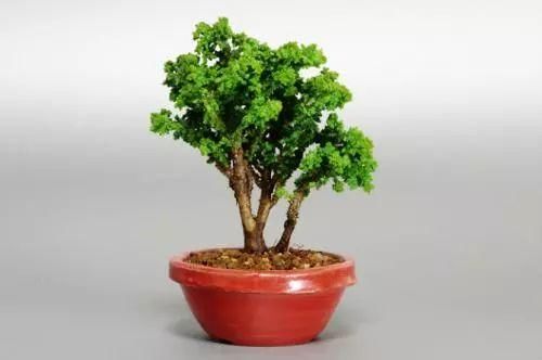 老司机告诉你,新手该怎么玩转微型盆景!