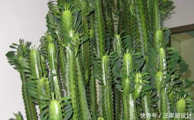  越来越■多肉迷越来越多，但是这几类多肉植物不宜养，有毒呢！