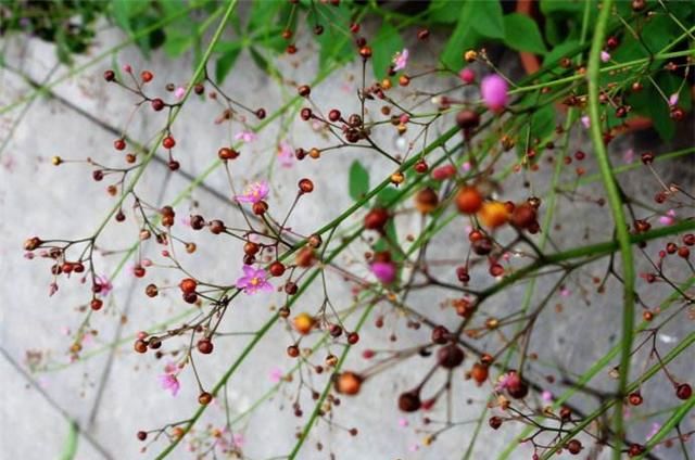 『较珍贵』农村这个植物,人们喜欢吃它的根部,如今能作为盆栽观赏
