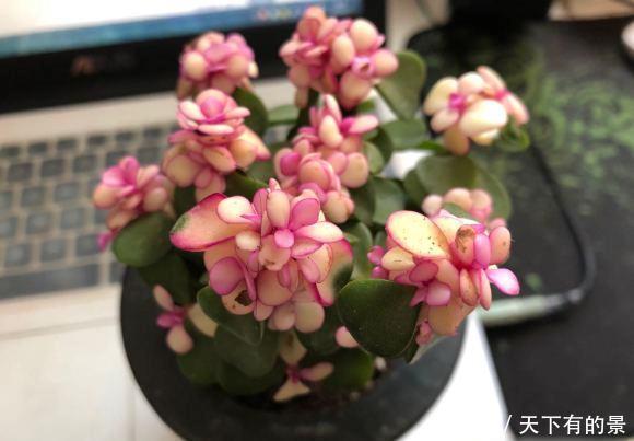 『顶端的叶子』买到药锦金枝玉叶,先把花切掉,换上新花土,1个月恢复健康