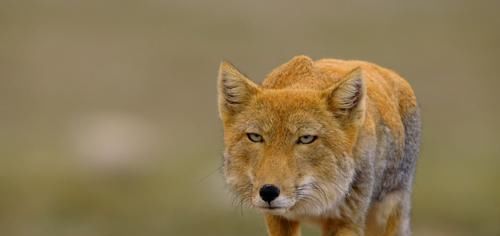 形象■最近《庆余年》动物版海报火了起来，都说这些动物与剧中角色神似