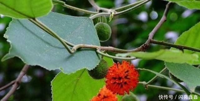  『砖缝』这植物名叫构树，繁殖能力超强，石头缝、砖缝都能长，令人讨厌