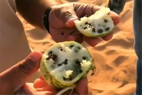 导游叮嘱沙漠里的瓜不能摘，胆大游客不听劝阻，险酿成大祸！