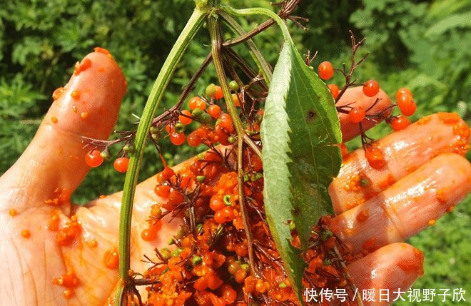  「采摘」它便是珍贵的“接骨草”，若遇见，切勿采摘和破坏，因