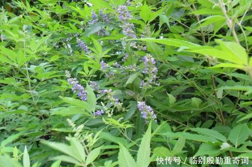 农村一种植物，籽掉地上没人要，殊不知价值珍贵，城里卖8元一斤