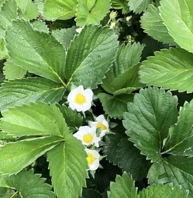  赏花：春暖花开，你赏花了么？