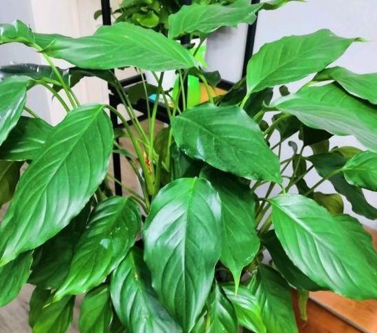 『花卉植物』在家盆栽花草植物总养不好?4个细节适当粗养,植株越长越旺盛