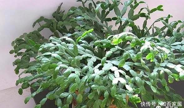 不好|养蟹爪兰做好“三点”,叶肥根壮,开花爆盆,“养不好”已成过去