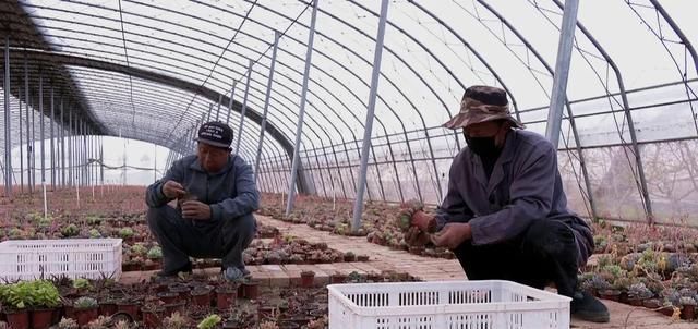  「年收入」丰县一小伙种植多浆植物，年收入达三十万！