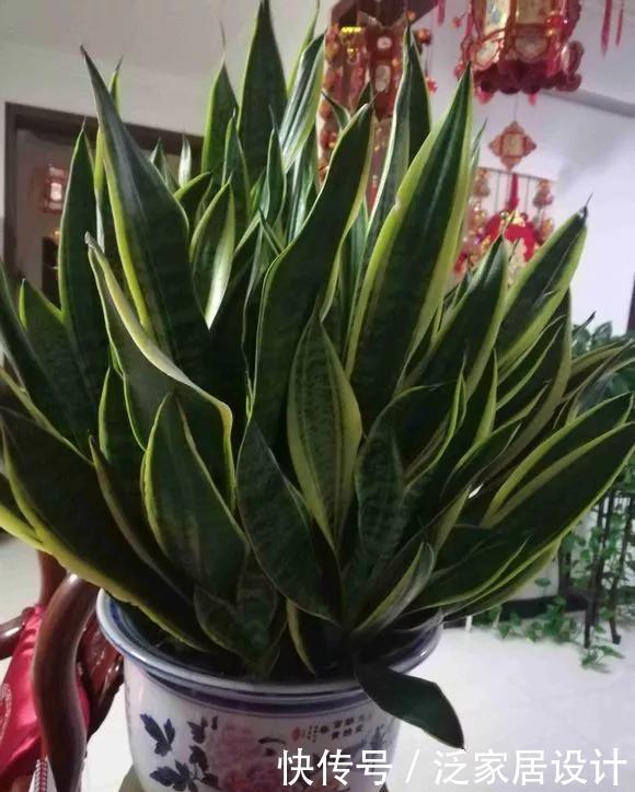 『兴旺』客厅一盆镇宅花,美化家居,旺家宅,越养越兴旺