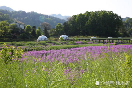  『香气』秦岭山村开满蓝香芥，紫色花海香气袭人