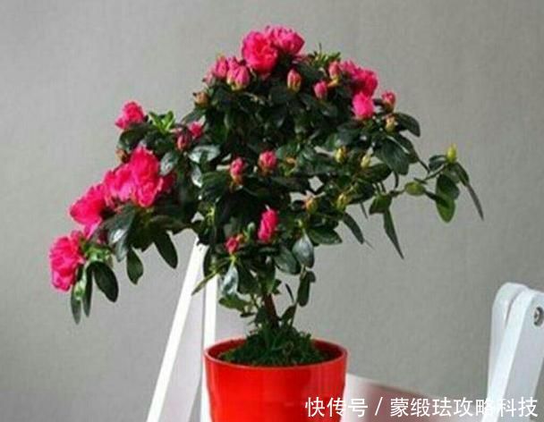 「肥料」在家该如何养殖杜鹃花?弄清楚4方面需求,花谢还能再开一波