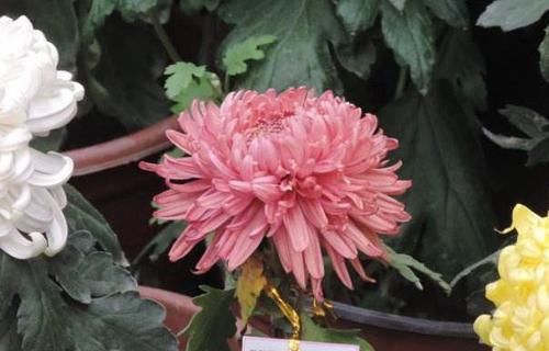  #喜欢#喜欢菊花，那就养”高端名菊“大方红云，如粉嫩美姬，雍容华贵