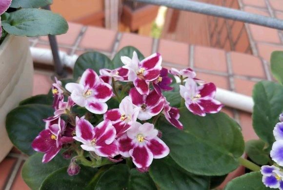 『爆花』非洲堇全年开花，典型“爆花”品种，想要开花多，这2点是关键
