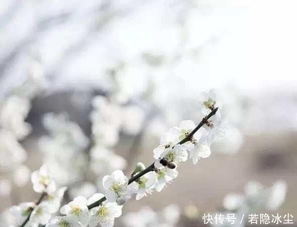 『治愈』辞职回乡下种菜的韩国“李子柒”不出镜,却治愈200万人