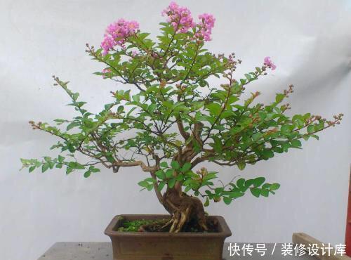  轻松■捡回“2种”小种子，扔花盆里，30天长出盆栽，轻松养出名贵绿植