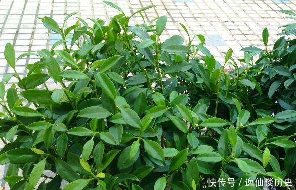  #干旱#“耐干旱”的3种花，即使40天不浇水，一样“爆盆”，生长快！