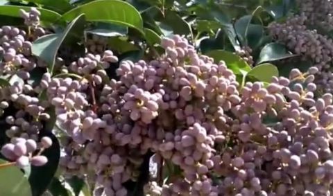 农村有一种野果，长似“葡萄”不能生吃