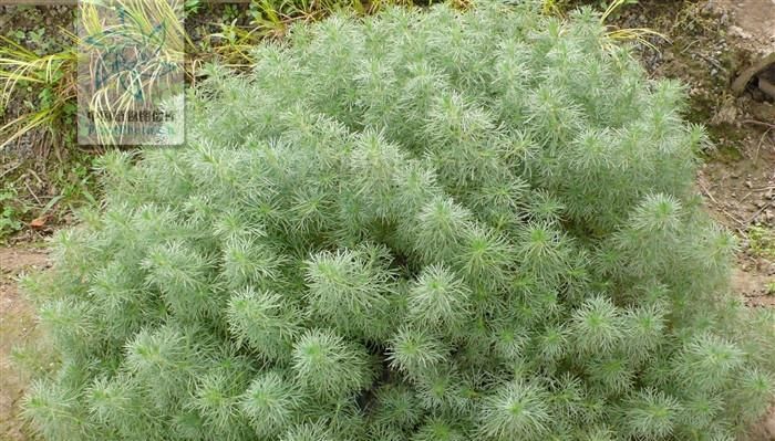  铁甲■铁甲秋海棠，，生于山地山坡石灰岩石上。