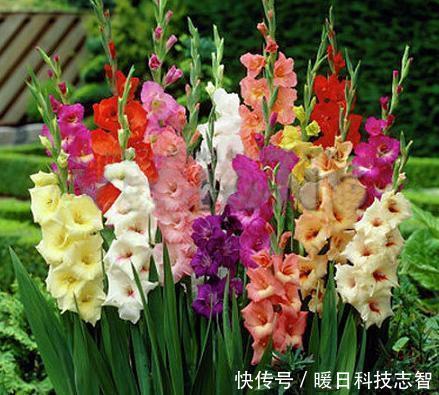  『种植』我国最新兴的果树，比蜂 蜜甜25倍，插土里就活，来年扁担装不完