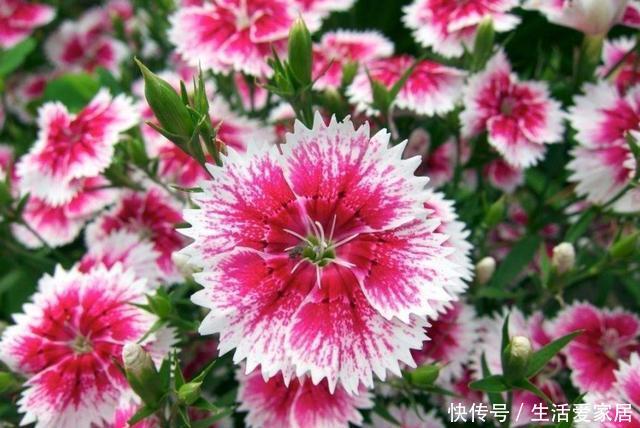  [家里]喜欢在家里养花，不妨养盆小花，花朵玲珑可爱，颜色鲜艳丰富