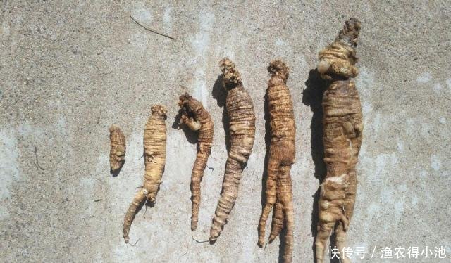 过去一挖一麻袋，做腌菜是一绝，根似人参，如今50元一斤成稀罕货