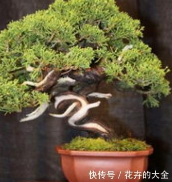  天生：这3种树天生自带香味，放在客厅使人神清气爽，既有品味又好养
