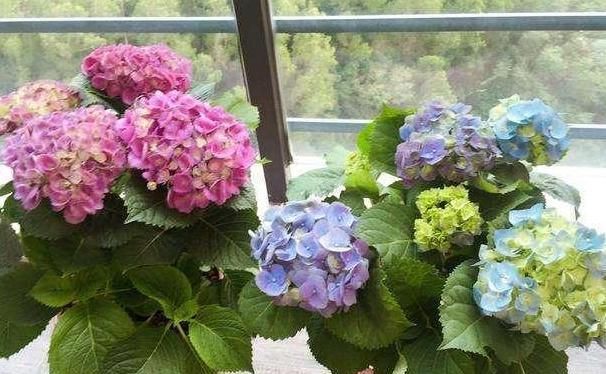  得养：在5月份,得养“生根快”的花卉,2个月繁殖“20盆”,好看!