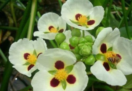 农村水沟旁常长一野菜，不仅能吃还能入药，市场上一斤能卖20元