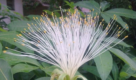  「开花结果」你见过“发财树”开花结果吗？想要开花结果，掌握这两点就够了！