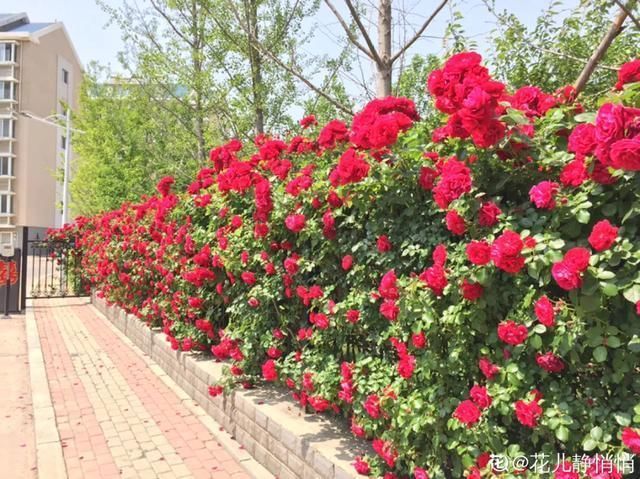  开出漂亮■阳春三月，出门踏青，原来有这么多漂亮花！