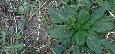 农村这种野草，根部似萝卜过去没人重视，现在价比黄金