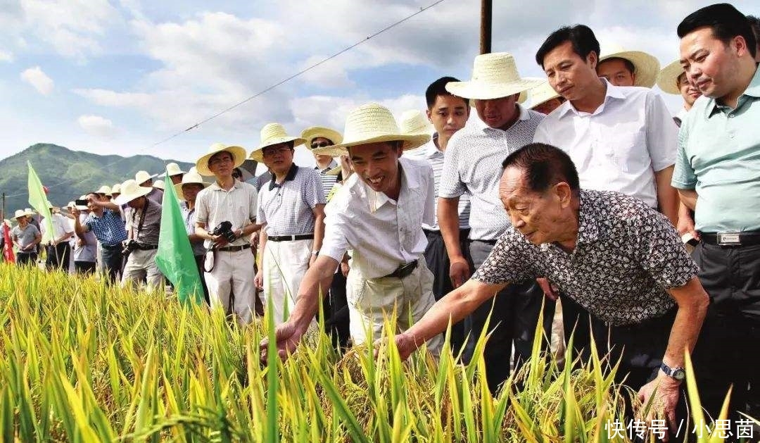  抛荒|袁隆平的担忧：大量粮食靠进口，农村却土地抛荒、种树怪象