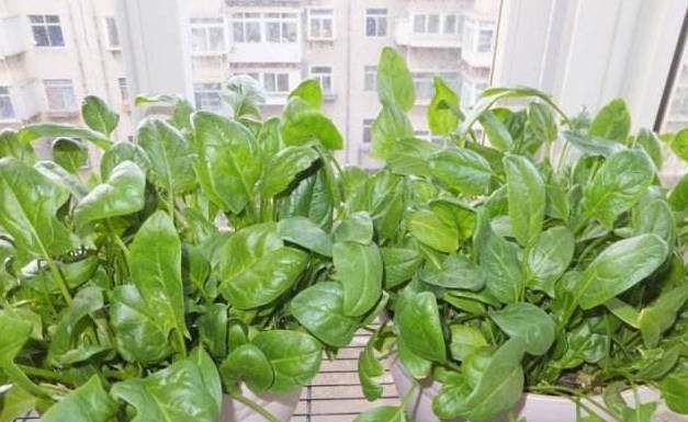  『蔬菜』常见12种蔬菜阳台种植教程，看完又能省下一笔钱啦！