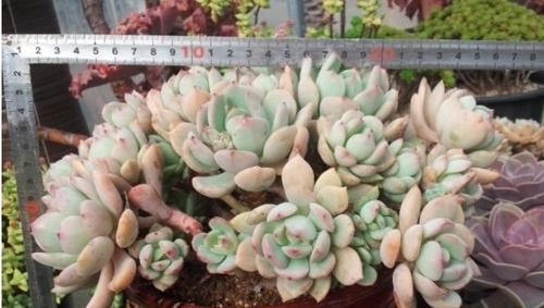  多肉植物|夏天养多肉有4忌，做好养护，安全度夏