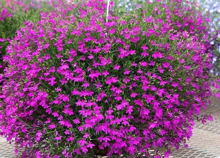  阳光|山东当下都喜欢种植哪些花卉？这几种也很适合新手