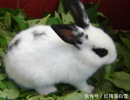  [兔子]农民养兔子能致富，100只兔子一年可以赚6万块，为啥没人