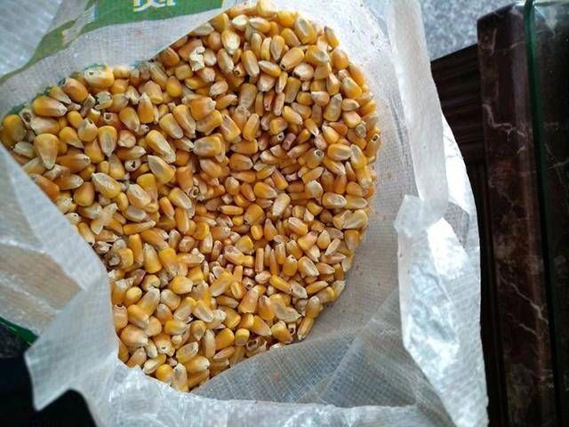  适合：玉米这样泡最适合在水库钓鱼啦！半个小时喜获斤鲫和鲤鱼！