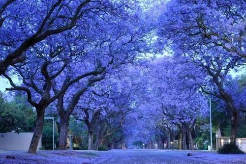 全球最美的树，最后一颗银杏惊艳了千年！