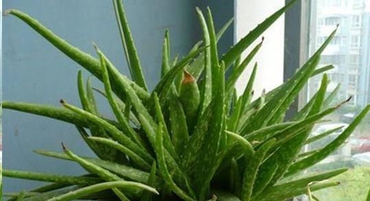  【阳光】芦荟能不能在阳光下暴晒？