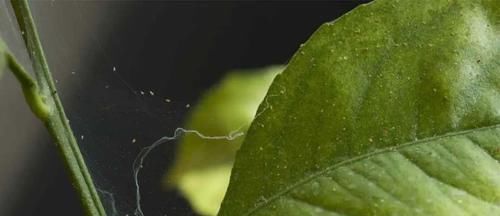  【清除】家里的盆栽植物也会感染红蜘蛛，要用什么方法来清除？