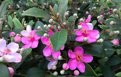 可以用来泡酒的野果，很少有人认识，现在产量很少