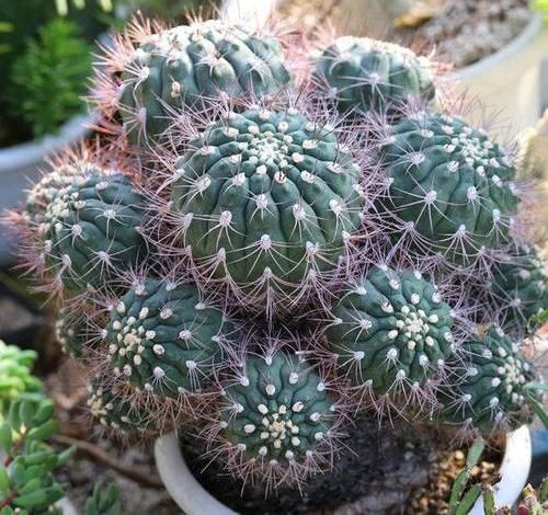  #仙人球的品种#仙人球养开花，花瓣寓意“幸运”，两个小要求，一下能开6朵花